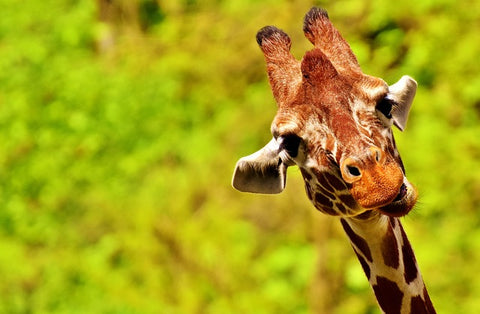 Qu'est-Ce Qu'Une Girafe A Bière ?